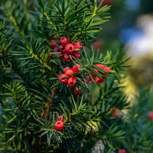 Taxus baccata 100/125 - afbeelding 1