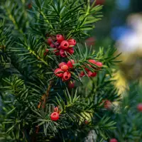 Taxus baccata 20/25 pot 9 - afbeelding 1