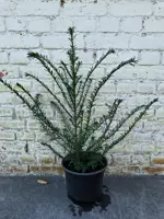 Taxus baccata 30/40 - afbeelding 2