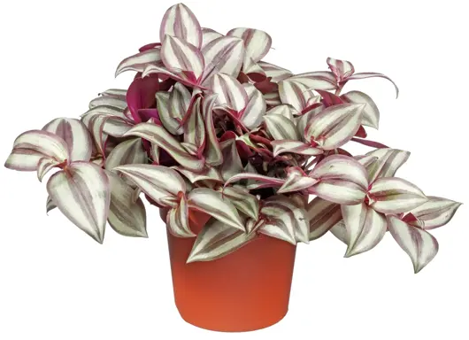 Tradescantia zebrina 'silver Sicilian' D13 H15