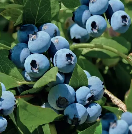 Vaccinium corymbosum Bluecrop 2l - blauwe bes zelfbestuivend - afbeelding 2