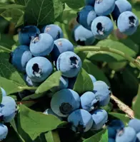 Vaccinium corymbosum Bluecrop 2l - blauwe bes zelfbestuivend - afbeelding 2