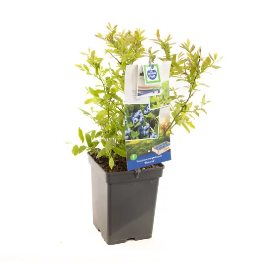 Vaccinium corymbosum Bluecrop 5l - blauwe bes zelfbestuivend - afbeelding 1