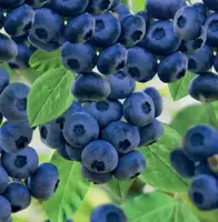 Vaccinium corymbosum Goldtraube 5l - blauwe bes zelfbestuivend - afbeelding 2