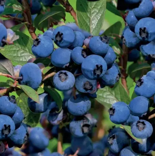 Vaccinium corymbosum Hortblue Petit 5l - blauwe bes zelfbestuivend - afbeelding 2