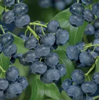 Vaccinium corymbosum Jersey 2l - blauwe bes zelfbestuivend - afbeelding 2