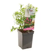 Vaccinium corymbosum Pink Lemonade 5l - roze bes zelfbestuivend - afbeelding 1