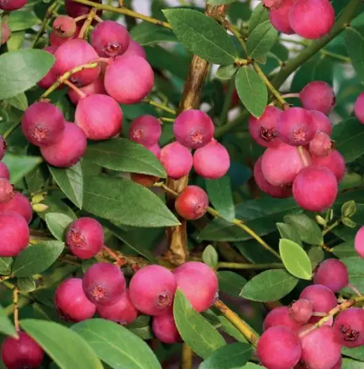 Vaccinium corymbosum Pink Lemonade 5l - roze bes zelfbestuivend - afbeelding 2