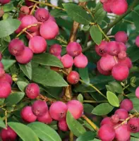 Vaccinium corymbosum Pink Lemonade 5l - roze bes zelfbestuivend - afbeelding 2