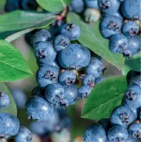 Vaccinium corymbosum Sunshine Blue 5l - blauwe bes zelfbestuivend - afbeelding 2