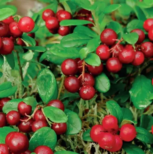 Vaccinium macrocarpon Cranberry 2l - zelfbestuivend - afbeelding 2