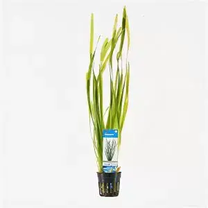Vallisneria spiralis