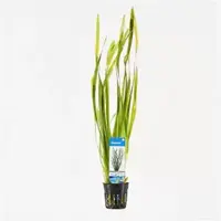Vallisneria spiralis