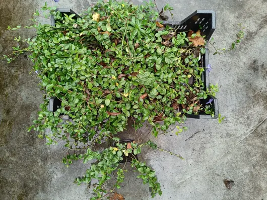 Vinca minor potØ9 cm - afbeelding 2