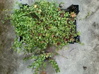 Vinca minor potØ9 cm - afbeelding 2