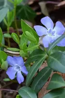 Vinca minor potØ9 cm - afbeelding 1
