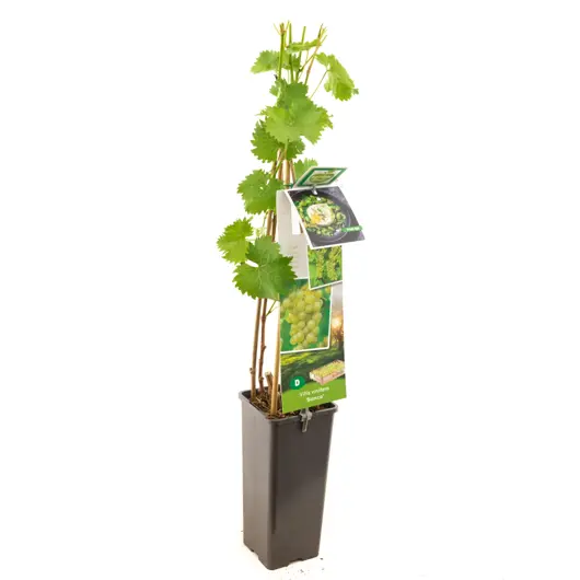 Vitis vin. Bianca 2l - witte druif zelfbestuivend - afbeelding 1
