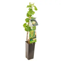 Vitis vin. Bianca 2l - witte druif zelfbestuivend - afbeelding 1