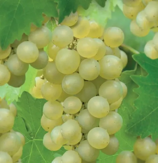 Vitis vin. Bianca 2l - witte druif zelfbestuivend  - afbeelding 2