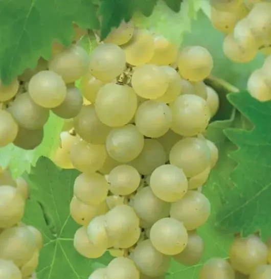 Vitis vin. Bianca 2l - witte druif zelfbestuivend  - afbeelding 2