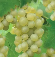 Vitis vin. Bianca 2l - witte druif zelfbestuivend  - afbeelding 2