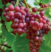 Vitis vin. Heike 5l - pitloze rood/paarse druif zelfbestuivend - afbeelding 2