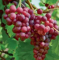 Vitis vin. Heike 5l - pitloze rood/paarse druif zelfbestuivend - afbeelding 2