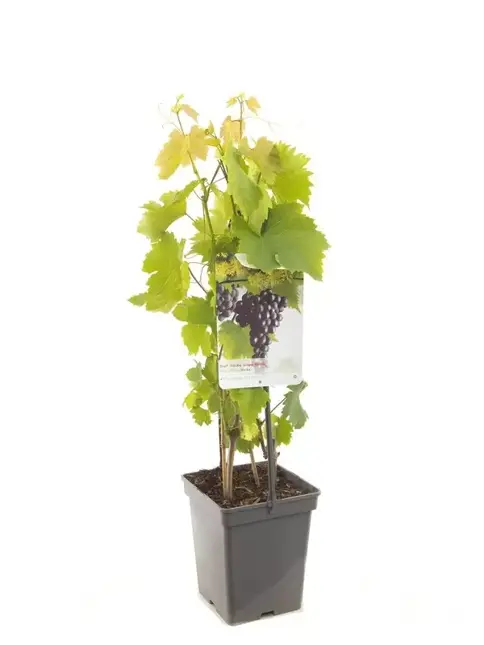 Vitis vin. Heike 5l - pitloze rood/paarse druif zelfbestuivend - afbeelding 1