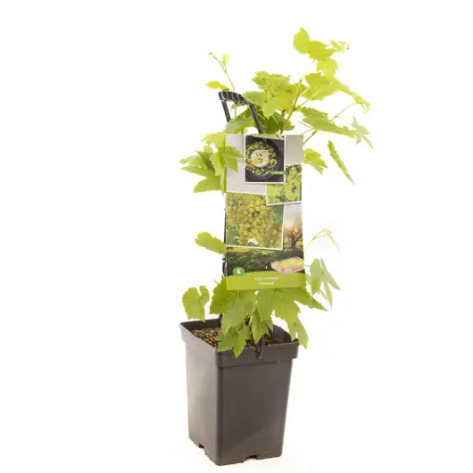 Vitis vin. Himrod 5l - pitloze witte druif zelfbestuivend - afbeelding 1