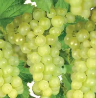 Vitis vin. Himrod 5l - pitloze witte druif zelfbestuivend - afbeelding 2