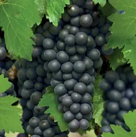 Vitis vin. Regent 2l - blauwe druif zelfbestuivend - afbeelding 2