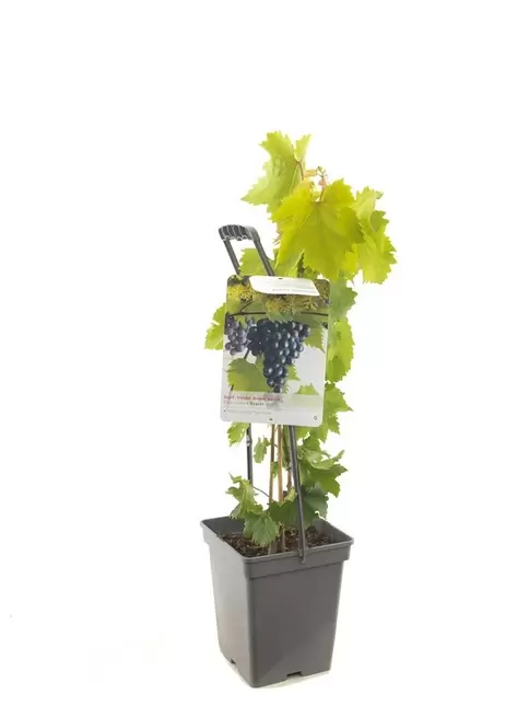 Vitis vin. Regent 5l - blauwe druif zelfbestuivend - afbeelding 1