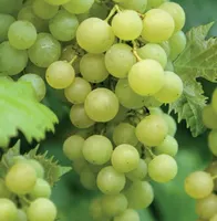 Vitis vin. Solaris 2l - witte druif zelfbestuivend - afbeelding 2