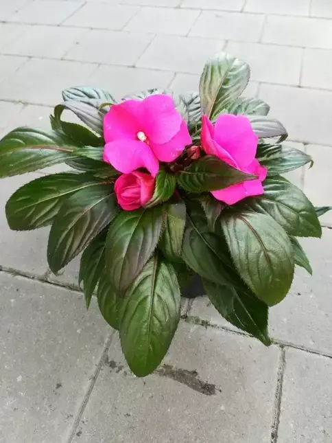 Vlijtig liesje roze pot Ø13 cm