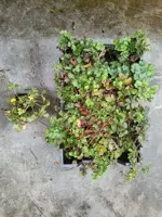 Waldsteinia ternata potØ9 cm - afbeelding 2