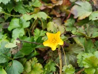 Waldsteinia ternata potØ9 cm - afbeelding 1