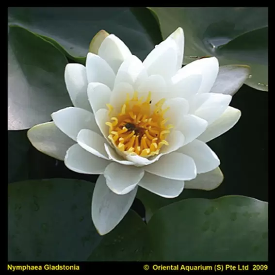 Waterlelie Gladstoniana - afbeelding 1