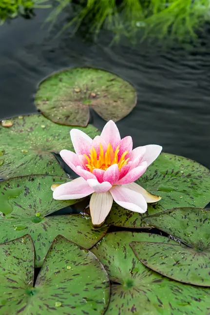 Waterlelie 'Laydekeri Lilacea'