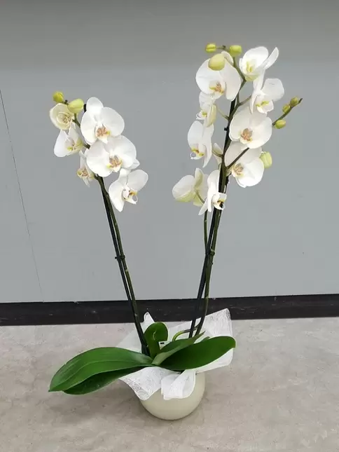 Witte orchidee in stenen cachepot