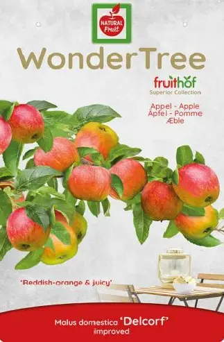 Wonder tree Malus dam. Delcorf - laagstam handappel - afbeelding 3