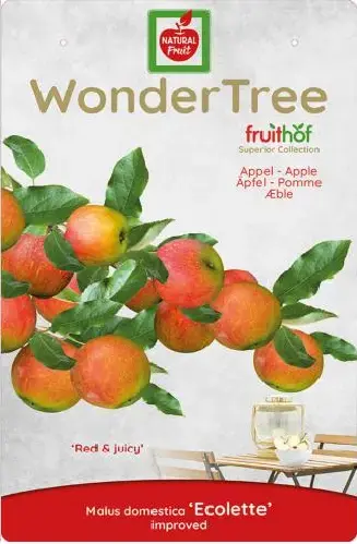 Wonder tree Malus dom. Ecolette - laagstam handappel - afbeelding 3