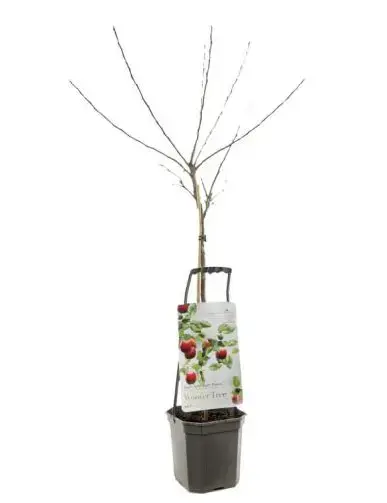 Wonder tree Malus dom. Ecolette - laagstam handappel - afbeelding 1