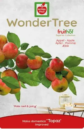 Wonder tree Malus dom. Topaz - laagstam handappel - afbeelding 3