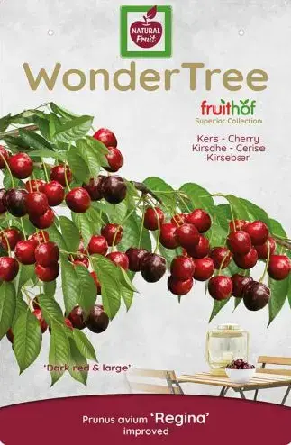 Wonder tree Prunus av. 'Regina'- laagstam zoete kers - afbeelding 3