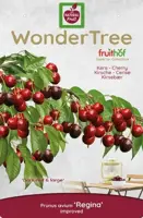 Wonder tree Prunus av. 'Regina'- laagstam zoete kers - afbeelding 3