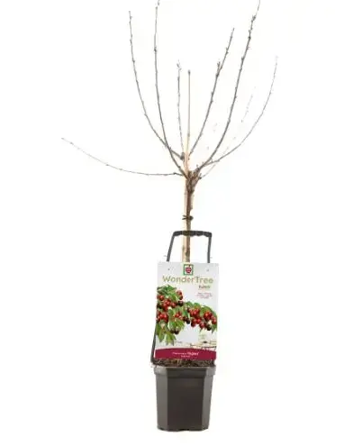 Wonder tree Prunus av. 'Regina'- laagstam zoete kers - afbeelding 1