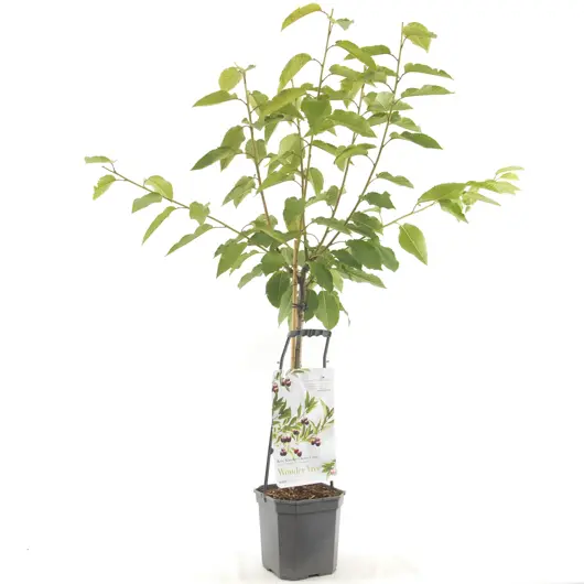 Wonder tree Prunus avium 'Lapins' - laagstam - afbeelding 1