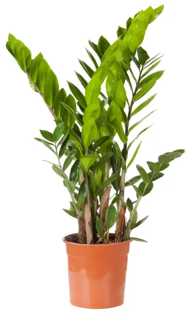 Zamioculcas D17 H70