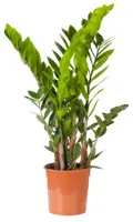 Zamioculcas D21 H100