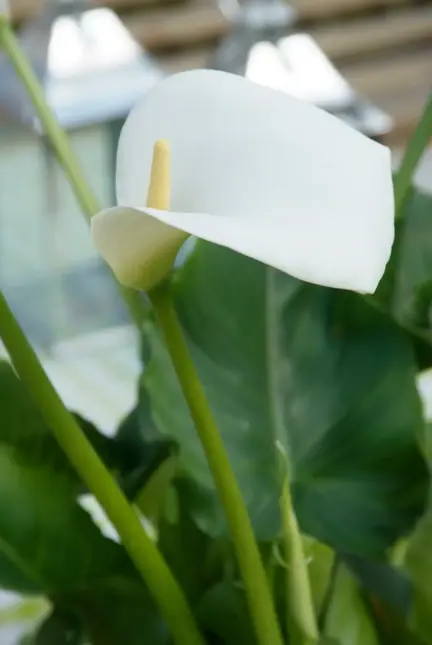 Zantedeschia aethiopica